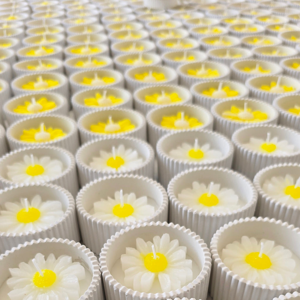 Μπομπονιέρα μαργαρίτα σε δοχείο